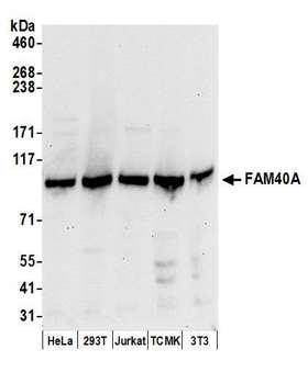 FAM40A Antibody - Detection of human and mouse FAM40A by western blot. Samples: Whole cell lysate (50 µg) from HeLa, HEK293T, Jurkat, mouse TCMK-1, and mouse NIH 3T3 cells prepared using NETN lysis buffer. Antibodies: Affinity purified rabbit anti-FAM40A antibody used for WB at 0.1 µg/ml. Detection: Chemiluminescence with an exposure time of 30 seconds.