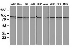 FAM40A Antibody - Western blot of extracts (35 ug) from 9 different cell lines by using anti-FAM40A monoclonal antibody.