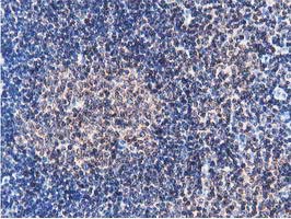 FAM40A Antibody - IHC of paraffin-embedded Human lymph node tissue using anti-FAM40A mouse monoclonal antibody.