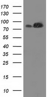 FAM40A Antibody - HEK293T cells were transfected with the pCMV6-ENTRY control (Left lane) or pCMV6-ENTRY FAM40A (Right lane) cDNA for 48 hrs and lysed. Equivalent amounts of cell lysates (5 ug per lane) were separated by SDS-PAGE and immunoblotted with anti-FAM40A.