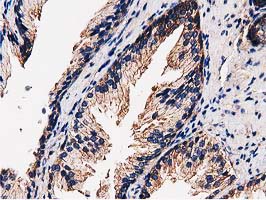 FAM40A Antibody - IHC of paraffin-embedded Human prostate tissue using anti-FAM40A mouse monoclonal antibody.