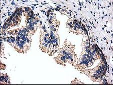 FAM40A Antibody - IHC of paraffin-embedded Human prostate tissue using anti-FAM40A mouse monoclonal antibody.