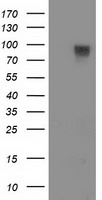 FAM40A Antibody - HEK293T cells were transfected with the pCMV6-ENTRY control (Left lane) or pCMV6-ENTRY FAM40A (Right lane) cDNA for 48 hrs and lysed. Equivalent amounts of cell lysates (5 ug per lane) were separated by SDS-PAGE and immunoblotted with anti-FAM40A.