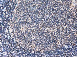FAM40A Antibody - IHC of paraffin-embedded Human lymph node tissue using anti-FAM40A mouse monoclonal antibody.