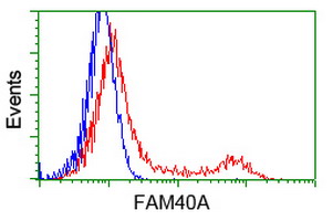 FAM40A Antibody - HEK293T cells transfected with either overexpress plasmid (Red) or empty vector control plasmid (Blue) were immunostained by anti-FAM40A antibody, and then analyzed by flow cytometry.
