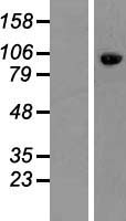 FAM40A Protein - Western validation with an anti-DDK antibody * L: Control HEK293 lysate R: Over-expression lysate