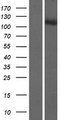 FAM40B Protein - Western validation with an anti-DDK antibody * L: Control HEK293 lysate R: Over-expression lysate
