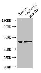 FAM43A Antibody - Western Blot Positive WB detected in: Mouse brain tissue, Mouse skeletal muscle tissue All lanes: FAM43A antibody at 3µg/ml Secondary Goat polyclonal to rabbit IgG at 1/50000 dilution Predicted band size: 46 kDa Observed band size: 46 kDa