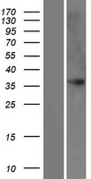 FAM43B Protein - Western validation with an anti-DDK antibody * L: Control HEK293 lysate R: Over-expression lysate