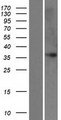 FAM43B Protein - Western validation with an anti-DDK antibody * L: Control HEK293 lysate R: Over-expression lysate