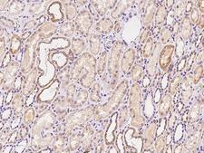 FAM46A Antibody - Immunochemical staining of human FAM46A in human kidney with rabbit polyclonal antibody at 1:200 dilution, formalin-fixed paraffin embedded sections.