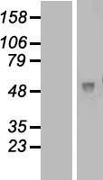 FAM46A Protein - Western validation with an anti-DDK antibody * L: Control HEK293 lysate R: Over-expression lysate