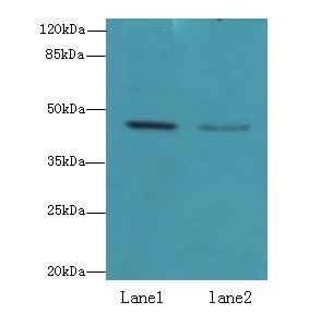 FAM46B Antibody - Western blot. All lanes: FAM46B antibody at 6 ug/ml. Lane 1: 293T whole cell lysate. Lane 2: HeLa whole cell lysate. Secondary Goat polyclonal to Rabbit IgG at 1:10000 dilution. Predicted band size: 47 kDa. Observed band size: 47 kDa.