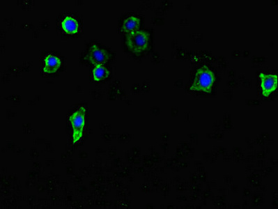 FAM46C Antibody - Immunofluorescent analysis of HepG2 cells diluted at 1:100 and Alexa Fluor 488-congugated AffiniPure Goat Anti-Rabbit IgG(H+L)