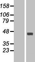 FAM46C Protein - Western validation with an anti-DDK antibody * L: Control HEK293 lysate R: Over-expression lysate