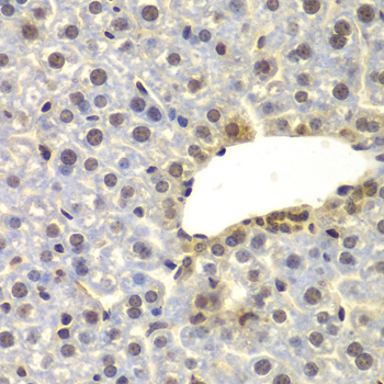 FAM48A / P38IP Antibody - Immunohistochemistry of paraffin-embedded mouse liver tissue.