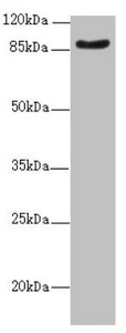 FAM48A / P38IP Antibody - Western blot All Lanes:SUPT20H antibody at 2.07ug/ml +Mouse kidney tissue Goat polyclonal to rabbit at 1/10000 dilution Predicted band size: 86,81,89 kDa Observed band size: 86 kDa