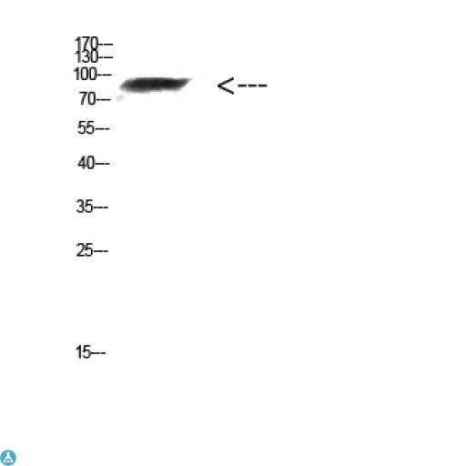 FAM48A / P38IP Antibody - Western Blot (WB) analysis of Mouse Kidney cells using Antibody diluted at 1:1000.