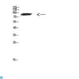 FAM48A / P38IP Antibody - Western Blot (WB) analysis of Mouse Kidney cells using Antibody diluted at 1:1000.