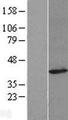 FAM49A Protein - Western validation with an anti-DDK antibody * L: Control HEK293 lysate R: Over-expression lysate