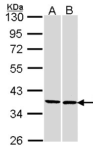 FAM50A Antibody - Sample (30 ug of whole cell lysate). A:293T, B: H1299. 10% SDS PAGE. FAM50A antibody diluted at 1:1000.