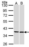 FAM50A Antibody - Sample (30 ug of whole cell lysate). A:293T, B: H1299. 10% SDS PAGE. FAM50A antibody diluted at 1:1000.