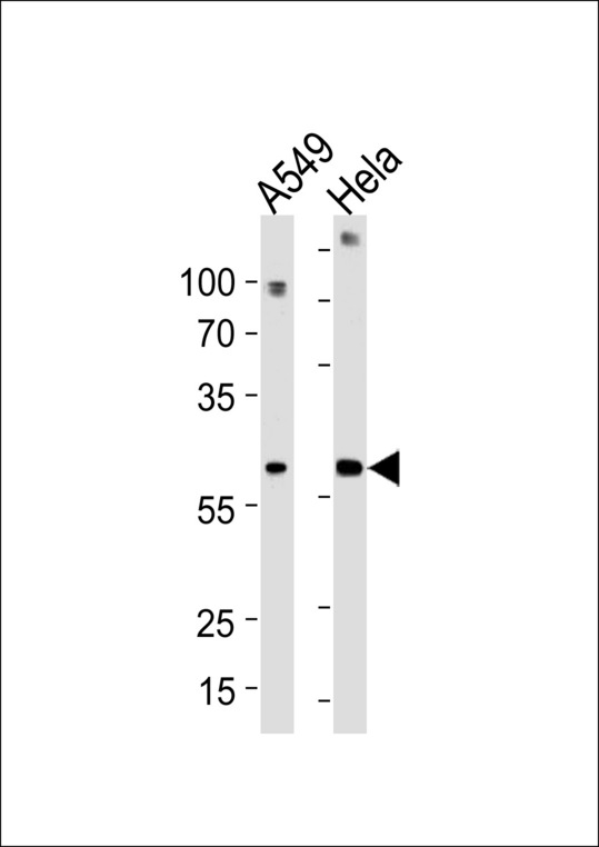 FAM50A Antibody - FAM50A Antibody western blot of A549,HeLa cell line lysates (35 ug/lane). The FAM50A antibody detected the FAM50A protein (arrow).