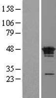 FAM50A Protein - Western validation with an anti-DDK antibody * L: Control HEK293 lysate R: Over-expression lysate