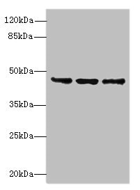 FAM53B Antibody - Western blot All lanes: FAM53B antibody at 2µg/ml Lane 1: MCF-7 whole cell lysate Lane 2: A549 whole cell lysate Lane 3: HCT116 whole cell lysate Secondary Goat polyclonal to rabbit IgG at 1/10000 dilution Predicted band size: 46, 34 kDa Observed band size: 46 kDa