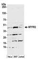 FAM54A / DUFD1 Antibody - Detection of human MTFR2 by western blot. Samples: Whole cell lysate (50 µg) from HeLa, HEK293T, and Jurkat cells prepared using NETN lysis buffer. Antibody: Affinity purified rabbit anti-MTFR2 antibody used for WB at 1:1000. Detection: Chemiluminescence with an exposure time of 3 minutes.