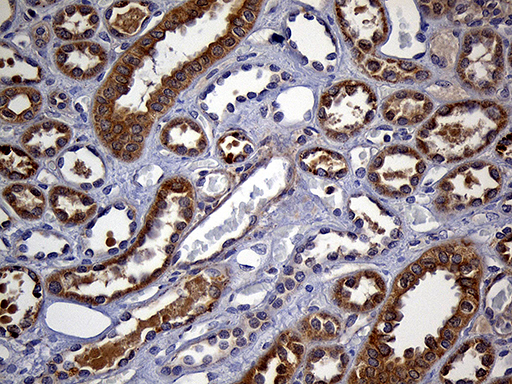 FAM54A / DUFD1 Antibody - Immunohistochemical staining of paraffin-embedded Human Kidney tissue within the normal limits using anti-FAM54A mouse monoclonal antibody. (Heat-induced epitope retrieval by 1mM EDTA in 10mM Tris buffer. (pH8.5) at 120°C for 3 min. (1:150)