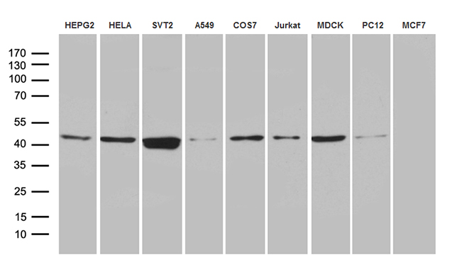 FAM54A / DUFD1 Antibody - Western blot analysis of extracts. (35ug) from 9 different cell lines by using anti-FAM54A monoclonal antibody. (1:500)