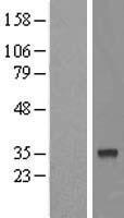FAM54B Protein - Western validation with an anti-DDK antibody * L: Control HEK293 lysate R: Over-expression lysate