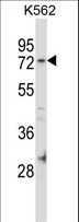 FAM63B Antibody - FAM63B Antibody western blot of K562 cell line lysates (35 ug/lane). The FAM63B antibody detected the FAM63B protein (arrow).