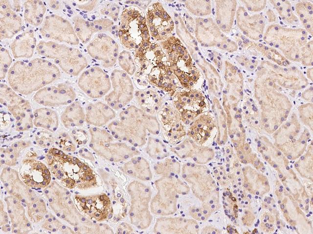 FAM63B Antibody - Immunochemical staining of human FAM63B in human kidney with rabbit polyclonal antibody at 1:1000 dilution, formalin-fixed paraffin embedded sections.