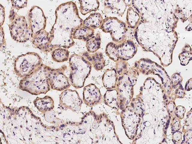 FAM63B Antibody - Immunochemical staining of human FAM63B in human placenta with rabbit polyclonal antibody at 1:1000 dilution, formalin-fixed paraffin embedded sections.