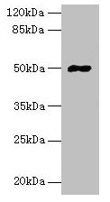 FAM69A Antibody - Western blot All lanes: FAM69A antibody at 8µg/ml Lane 1: Mouse heart tissue Lane 2: HepG2 whole cell lysate Secondary Goat polyclonal to rabbit IgG at 1/10000 dilution Predicted band size: 50, 19 kDa Observed band size: 50 kDa
