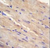 FAM69B Antibody - FAM69B Antibody immunohistochemistry of formalin-fixed and paraffin-embedded human m.heart tissue followed by peroxidase-conjugated secondary antibody and DAB staining.