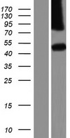 FAM69C Protein - Western validation with an anti-DDK antibody * L: Control HEK293 lysate R: Over-expression lysate