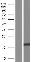 FAM72A / LMPIP Protein - Western validation with an anti-DDK antibody * L: Control HEK293 lysate R: Over-expression lysate