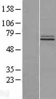 FAM73B Protein - Western validation with an anti-DDK antibody * L: Control HEK293 lysate R: Over-expression lysate
