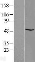 FAM81B Protein - Western validation with an anti-DDK antibody * L: Control HEK293 lysate R: Over-expression lysate