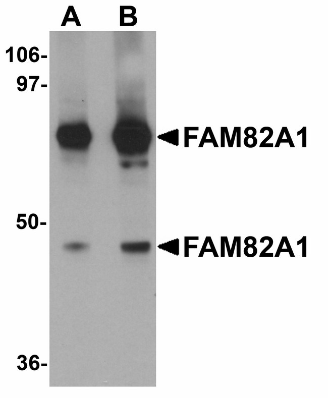 FAM82A1 Antibody - Western blot of FAM82A1 in K562 cell lysate with FAM82A1 antibody at (A) 1 and (B) 2 ug/ml.