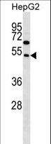 FAM83A Antibody - FAM83A Antibody (D283) western blot of HepG2 cell line lysates (35 ug/lane). The FAM83A antibody detected the FAM83A protein (arrow).