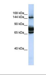 FAM83B Antibody - 721_B cell lysate. Antibody concentration: 1.0 ug/ml. Gel concentration: 6-18%.  This image was taken for the unconjugated form of this product. Other forms have not been tested.