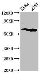FAM83D Antibody - Western Blot Positive WB detected in: K562 whole cell lysate, 293T whole cell lysate All Lanes: FAM83D antibody at 4.4µg/ml Secondary Goat polyclonal to rabbit IgG at 1/50000 dilution Predicted band size: 65, 63 KDa Observed band size: 65 KDa