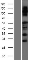 FAM83F Protein - Western validation with an anti-DDK antibody * L: Control HEK293 lysate R: Over-expression lysate