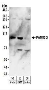 FAM83G Antibody - Detection of Human FAM83G by Western Blot. Samples: Whole cell lysate (50 ug) from HeLa, 293T, and Jurkat cells. Antibodies: Affinity purified rabbit anti-FAM83G antibody used for WB at 1 ug/ml. Detection: Chemiluminescence with an exposure time of 3 minutes.
