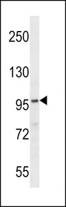 FAM83G Antibody - FA83G Antibody western blot of NCI-H292 cell line lysates (35 ug/lane). The FA83G antibody detected the FA83G protein (arrow).