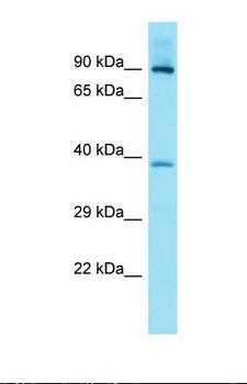 FAM83G Antibody - Western blot of Fetal Heart. FAM83G antibody dilution 1.0 ug/ml.  This image was taken for the unconjugated form of this product. Other forms have not been tested.